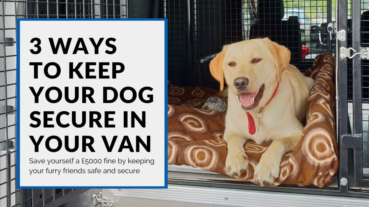 Transporting Dogs In Vans 3 Ways To Keep Pets Safe In Transit