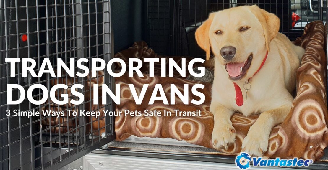 Transporting Dogs In Vans: 3 Ways To Keep Pets Safe In Transit