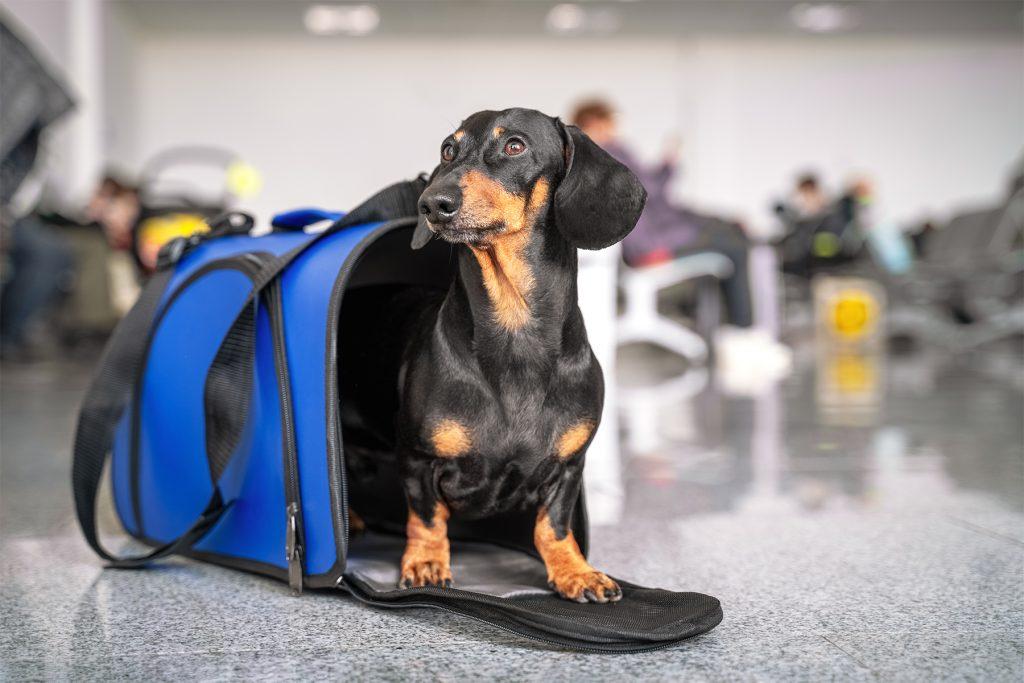 Transport dogs in vans: Pet Carriers