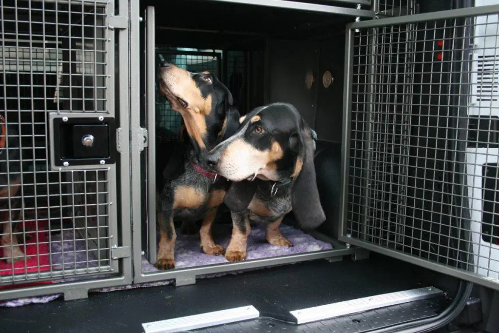 dog van conversion