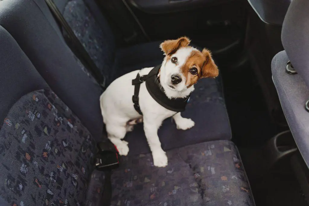 Transport dogs in vans: Seatbelt Harnesses