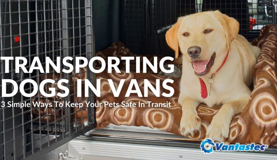 Transporting Dogs In Vans: 3 Ways To Keep Pets Safe In Transit